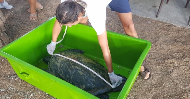 Antalya'da suda hareketsiz bulunan yeşil deniz kaplumbağası telef oldu