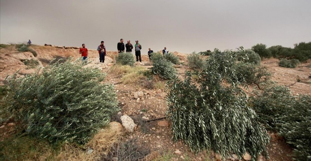 Yahudi yerleşimciler Filistinlilere ait 600 zeytin ağacını kesti