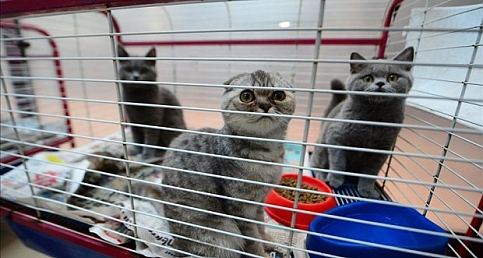 Kaçak getirilen İskoç kedileri ücretsiz sahiplendirilecek